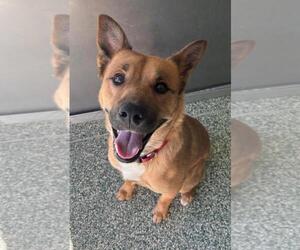 German Shepherd Dog Dogs for adoption in Salisbury, NC, USA