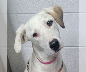 Mutt Dogs for adoption in Canton, CT, USA