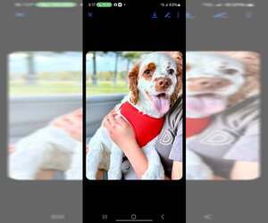 Cocker Spaniel Dogs for adoption in Jackson Township, NJ, USA