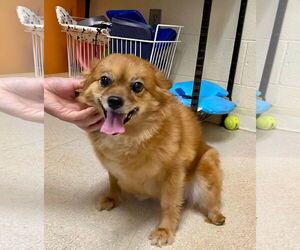 Chiranian Dogs for adoption in Forest, VA, USA