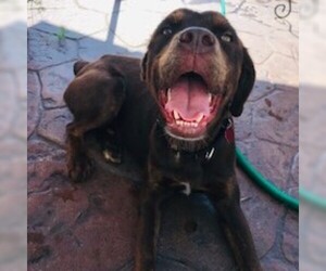 Boxador Dogs for adoption in Fargo, ND, USA