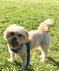 Shih Apso Dogs for adoption in Brighton, TN, USA