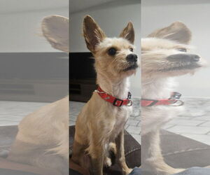 Cairn Terrier Dogs for adoption in Chandler, AZ, USA