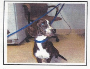 Dachshund Dogs for adoption in Silverlake, WA, USA