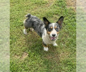 Cardigan Welsh Corgi-Unknown Mix Dogs for adoption in Grafton, WI, USA