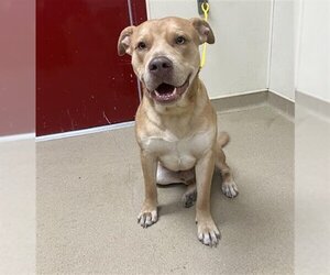 American Bulldog-Labrador Retriever Mix Dogs for adoption in Lacombe, LA, USA