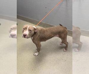 Mutt Dogs for adoption in Las Vegas, NV, USA