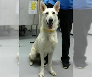 German Shepherd Dog Dogs for adoption in Fayetteville, NC, USA