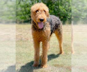 Airedale Terrier Dogs for adoption in Austin, TX, USA