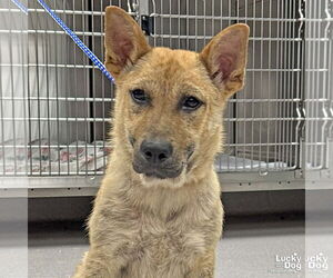 Retriever -Unknown Mix Dogs for adoption in Washington, DC, USA