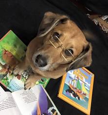 Dorgi Dogs for adoption in Great Bend, KS, USA