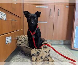Mutt Dogs for adoption in Santa Cruz, CA, USA