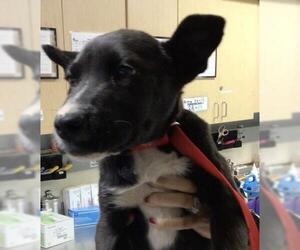 Labrador Retriever-Unknown Mix Dogs for adoption in Riverside, CA, USA