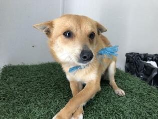 Chiranian Dogs for adoption in Visalia, CA, USA