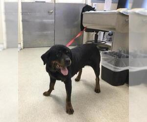 Rottweiler Dogs for adoption in Riverside, CA, USA