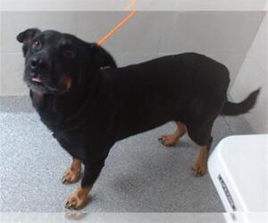 German Shepherd Dog-Unknown Mix Dogs for adoption in Pasadena, TX, USA