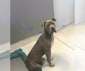 Staffordshire Bull Terrier-Unknown Mix Dogs for adoption in Tallahassee, FL, USA