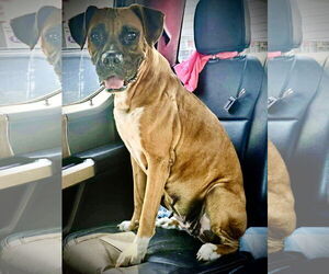 Boxer Dogs for adoption in Dumont, NJ, USA