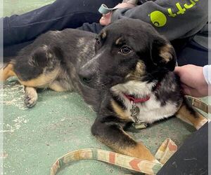 Mutt Dogs for adoption in GILBERTS, IL, USA