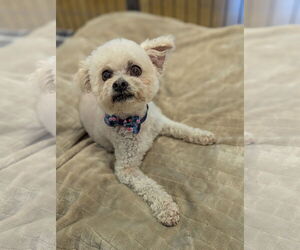 Poodle (Miniature) Dogs for adoption in El Centro, CA, USA
