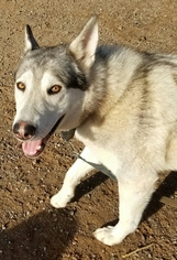 Alaskan Malamute Dogs for adoption in Surprise , AZ, USA