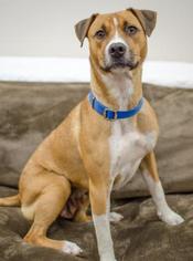 Mutt Dogs for adoption in Salem, OR, USA