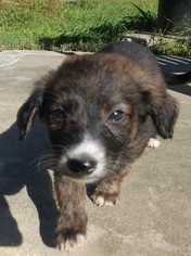 Border Collie-Unknown Mix Dogs for adoption in Mobile, AL, USA