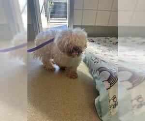 Bichon Frise Dogs for adoption in San Martin, CA, USA