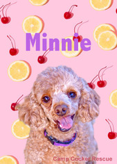 Poodle (Toy) Dogs for adoption in Sherman Oaks, CA, USA
