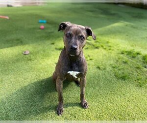 American Staffordshire Terrier Dogs for adoption in Raleigh, NC, USA