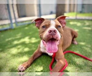 Mutt Dogs for adoption in Orlando, FL, USA
