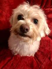 Maltipoo Dogs for adoption in Lee's Summit, MO, USA