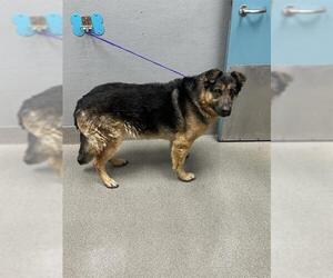 German Shepherd Dog-Unknown Mix Dogs for adoption in Las Vegas, NV, USA