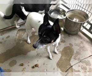 Rat Terrier Dogs for adoption in Santa Barbara, CA, USA