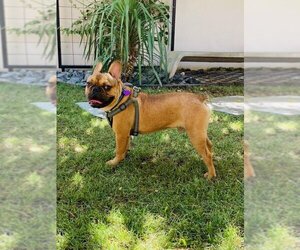 French Bulldog Dogs for adoption in Phoenix, AZ, USA