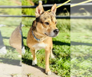 Huskies -Unknown Mix Dogs for adoption in Manahawkin, NJ, USA