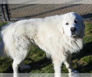 Great Pyrenees Dogs for adoption in Placerville, CA, USA