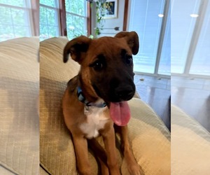 Boxer-Unknown Mix Dogs for adoption in Monterey, VA, USA