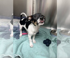 Rat Terrier-Unknown Mix Dogs for adoption in Naples, FL, USA