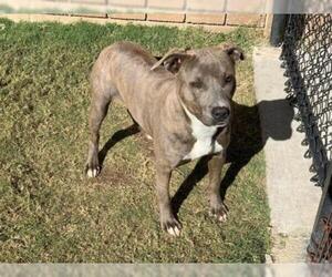Plott Hound Dogs for adoption in Tulsa, OK, USA