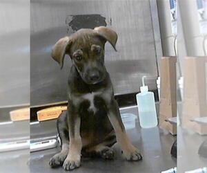 German Shepherd Dog-Unknown Mix Dogs for adoption in Fayetteville, NC, USA