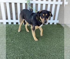Rottweiler-Unknown Mix Dogs for adoption in Modesto, CA, USA