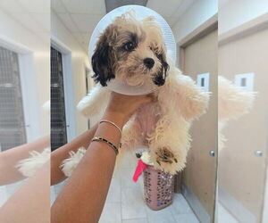 Maltipoo (Miniature) Dogs for adoption in Plantation, FL, USA