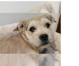 Mutt Dogs for adoption in Los Lunas, NM, USA