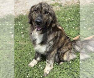 Anatolian Shepherd-Unknown Mix Dogs for adoption in Evansville, IN, USA