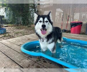 Siberian Husky Dogs for adoption in Ocala, FL, USA