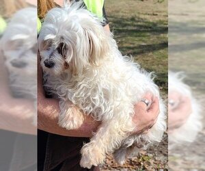 Maltese Dogs for adoption in Cumming, GA, USA