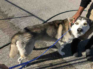 Medium Photo #1 Alaskan Husky Puppy For Sale in Rosenberg, TX, USA