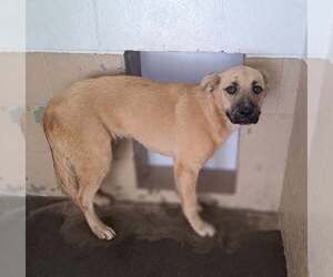 Mutt Dogs for adoption in Clarkesville, GA, USA