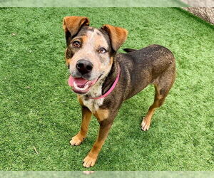 German Shepherd Dog-Unknown Mix Dogs for adoption in Moreno Valley, CA, USA